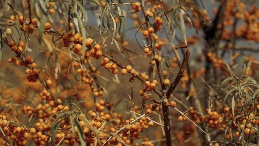 The Golden Berry of the Baltic Sea