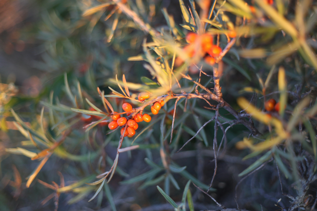 The Season of Sea Buckthorn